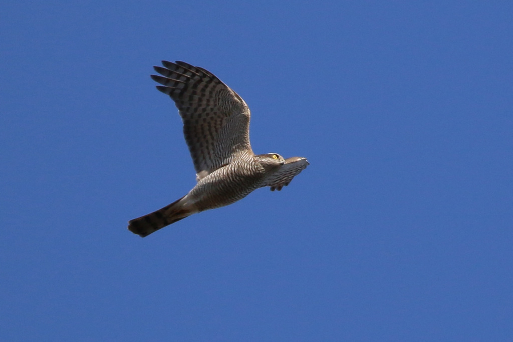 ハイタカの飛び方-1