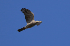 ハイタカの飛び方-1