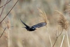 ムクドリ飛行中