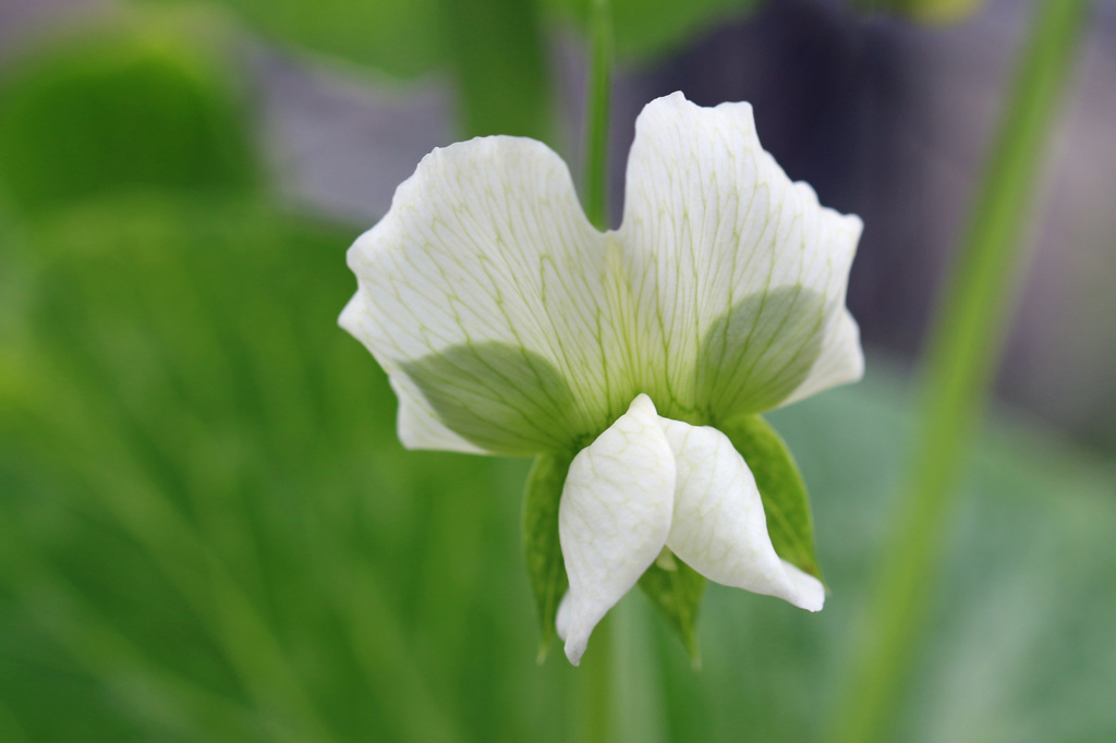 やっと咲きました