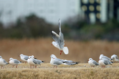 翅でブレーキ-2