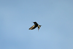 ツバメ飛行中-6