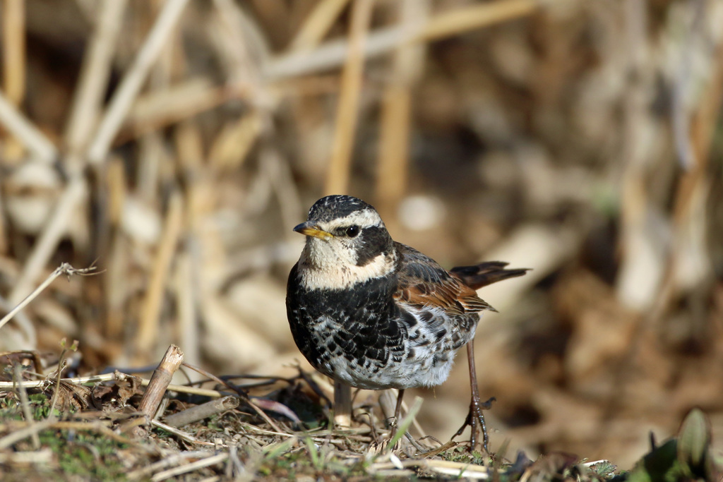 ツグミのポートレート