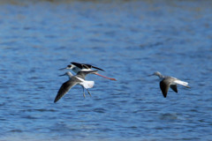 セイタカシギとキアシシギ飛行中