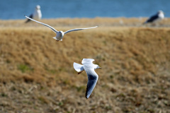 ユリカモメ横切る