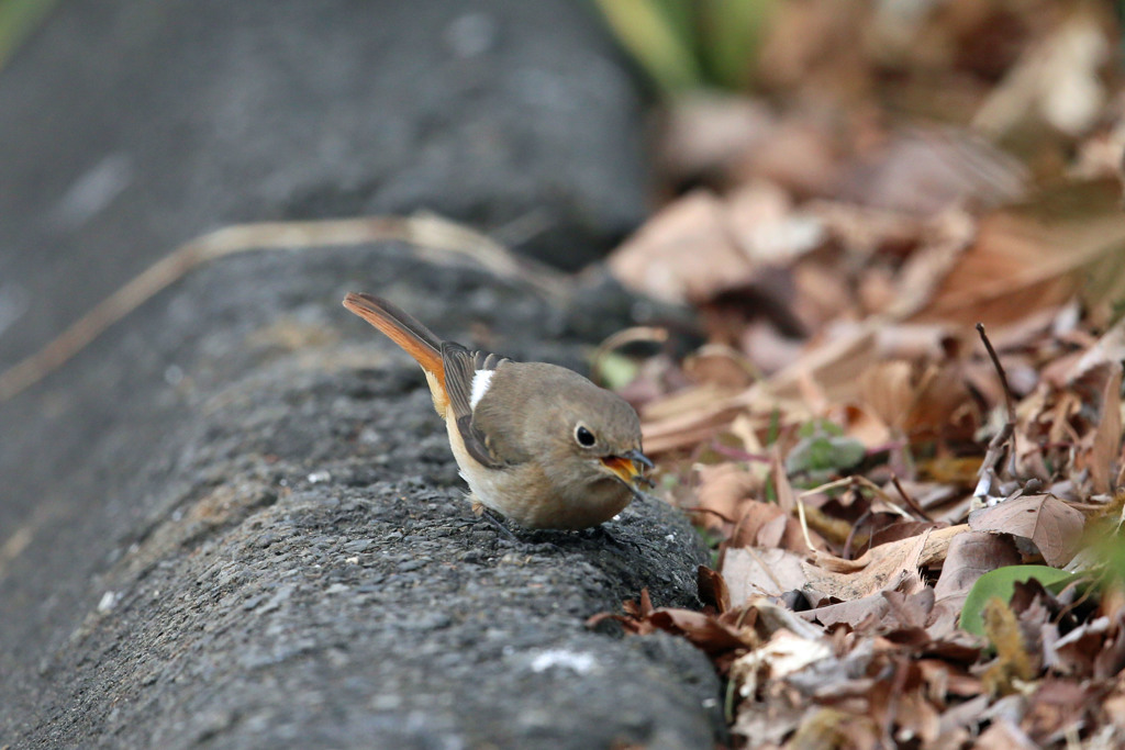 じょび子の舌です