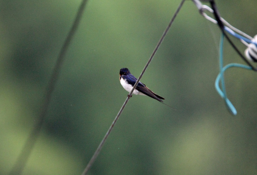 今年初めて燕さん