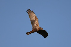 チュウヒ定番写真