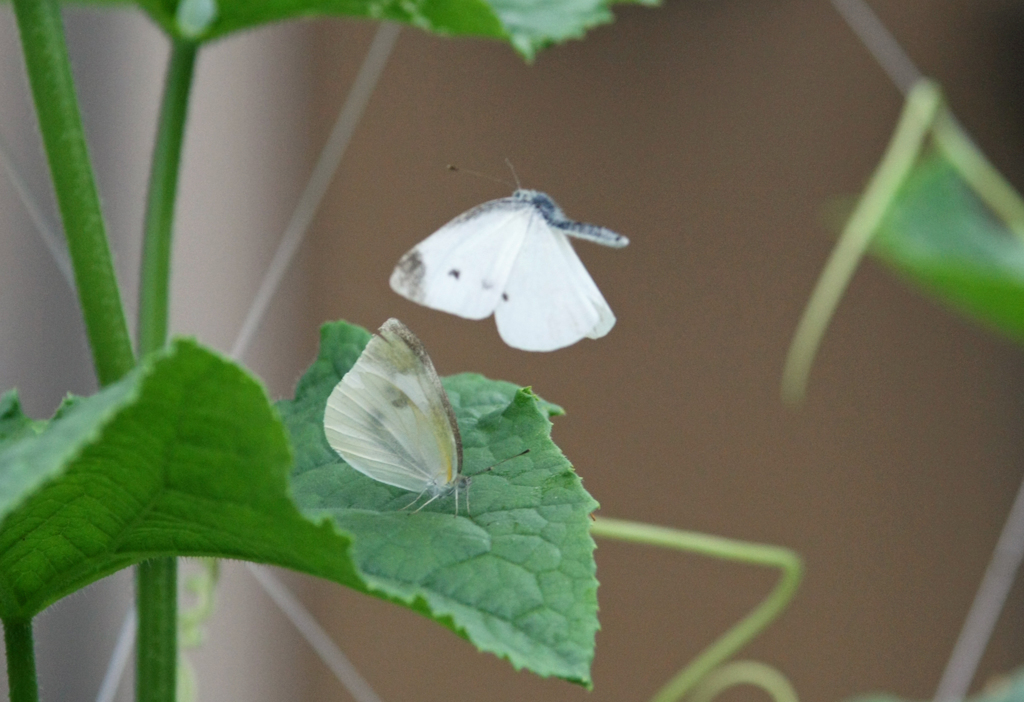 変な格好で飛んでます