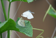 変な格好で飛んでます