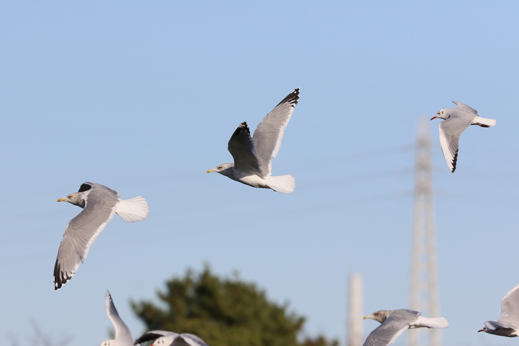コマ送りに見えるかな？