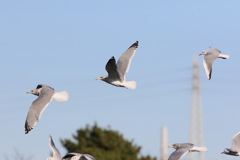 コマ送りに見えるかな？