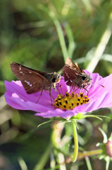 二人並んでおはようさん