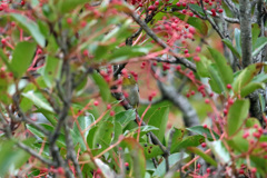 よ～く見るとメジロさん