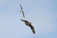 ユリカモメより弱いのね