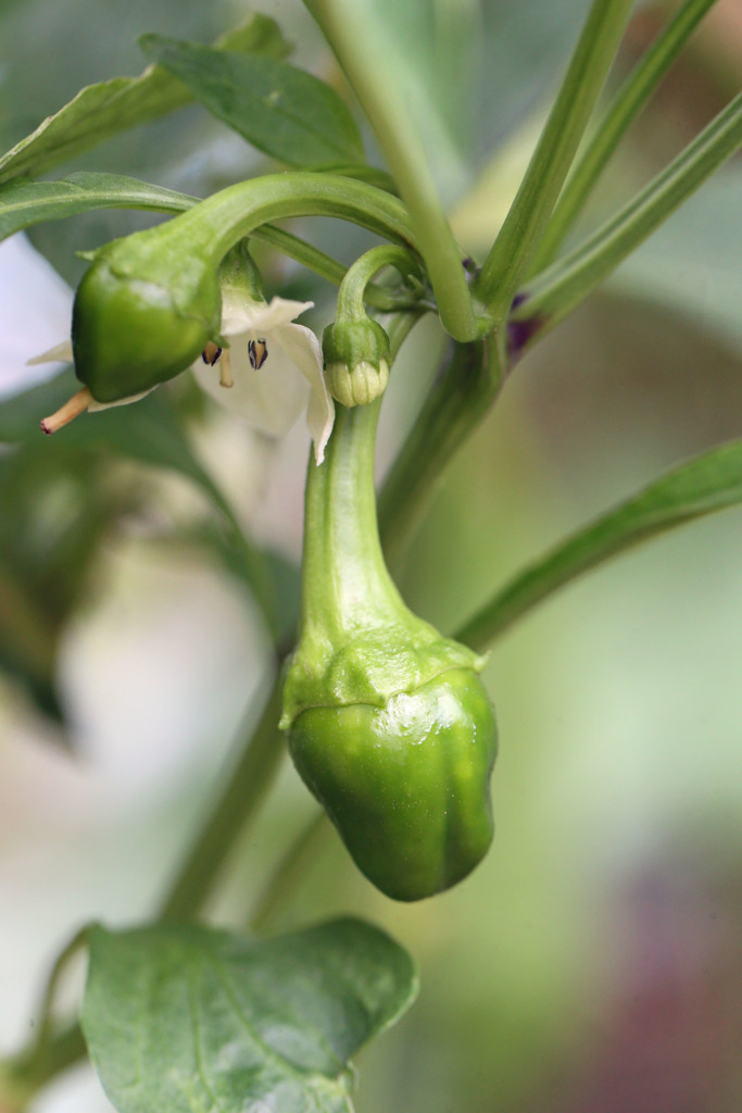 ちっちゃいシシトウ