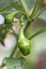 ちっちゃいシシトウ