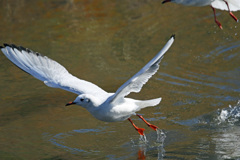 ユリカモメ飛び出し