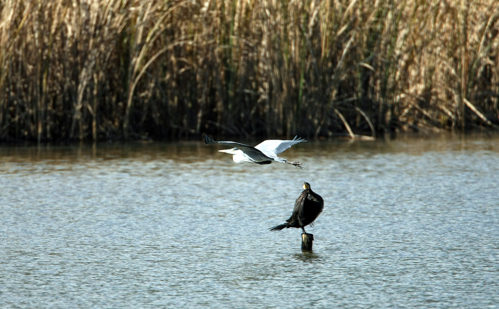 カワウ振り向く