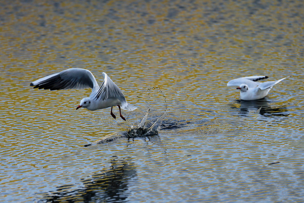 ユリカモメ飛び出し