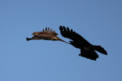 尾羽かまれそう