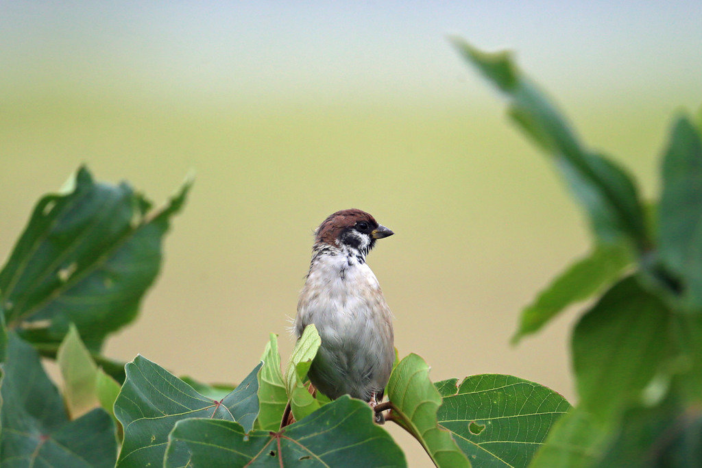 地味スズメ君