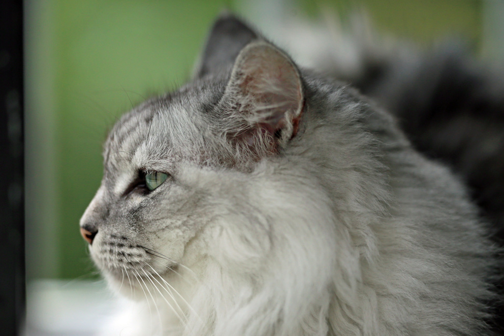 横顔綺麗かにゃ