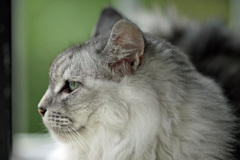 横顔綺麗かにゃ