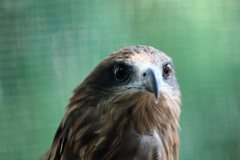 鳶ポートレート