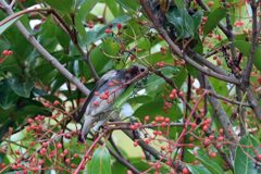 葉っぱが邪魔です