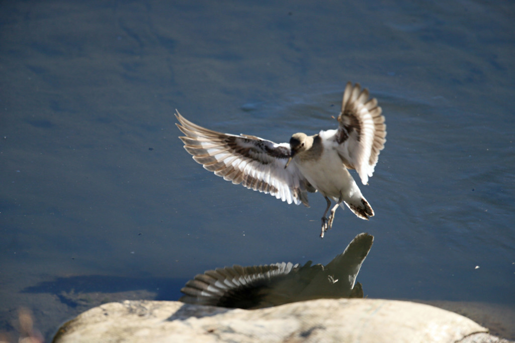 日差しを浴びたイソシギ