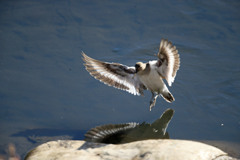 日差しを浴びたイソシギ