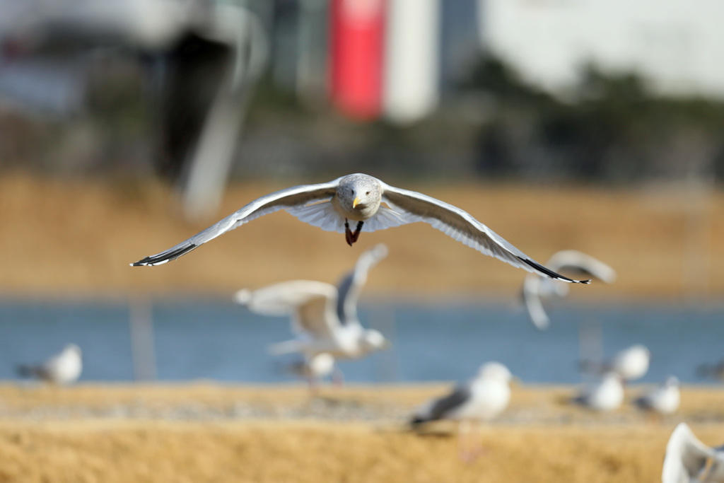 セグロカモメ飛び出し-2
