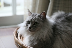 こっち向いてにゃ