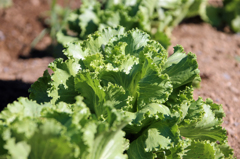 レタス食べごろ