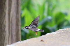 ムクドリ飛び出し