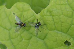 二色メタリック