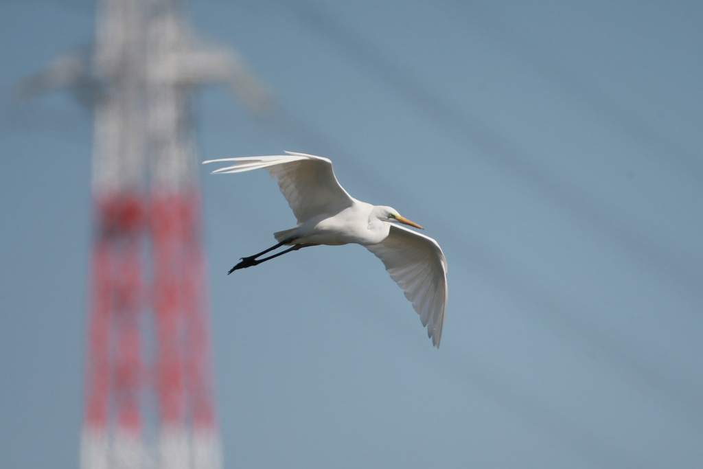 鉄塔とダイサギ