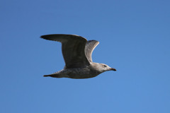 青空とセグロカモメ