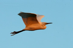 夕日を浴びて流し撮り