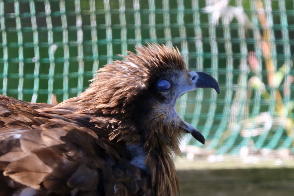 まぶた閉じるとこんな顔