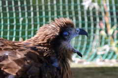 まぶた閉じるとこんな顔