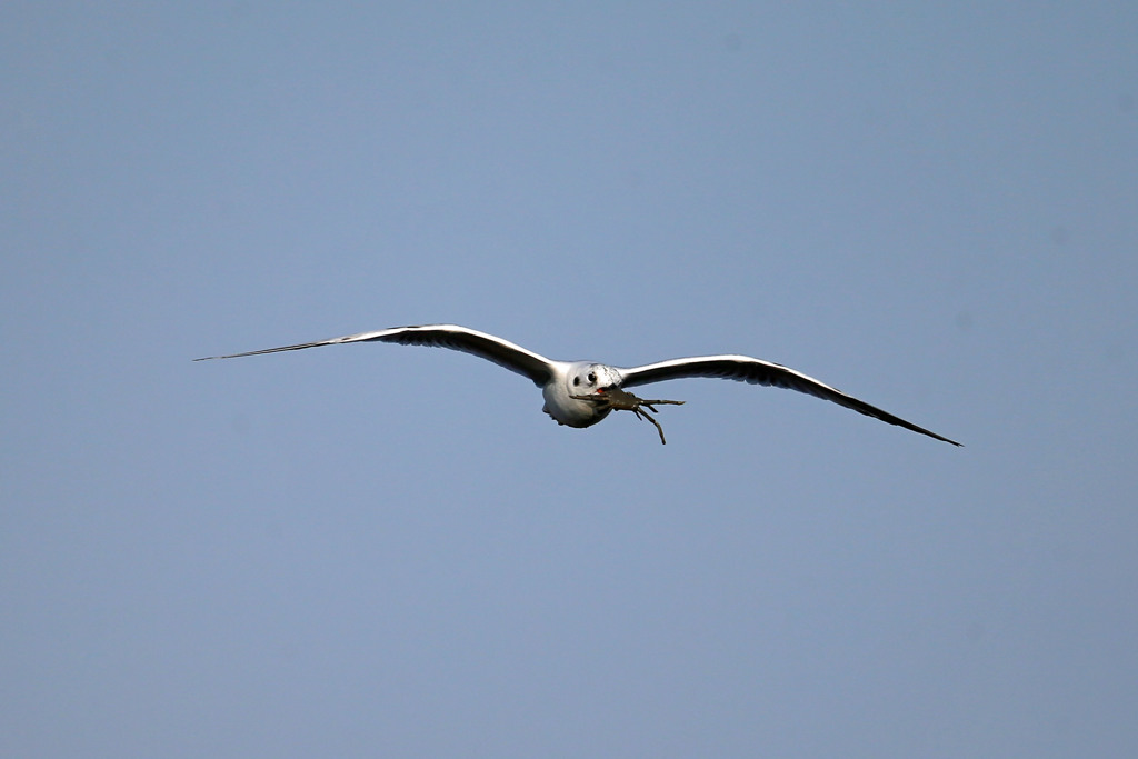 ズグロカモメ蟹ゲット
