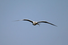 ズグロカモメ蟹ゲット