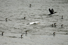 着水したいけどできないわ