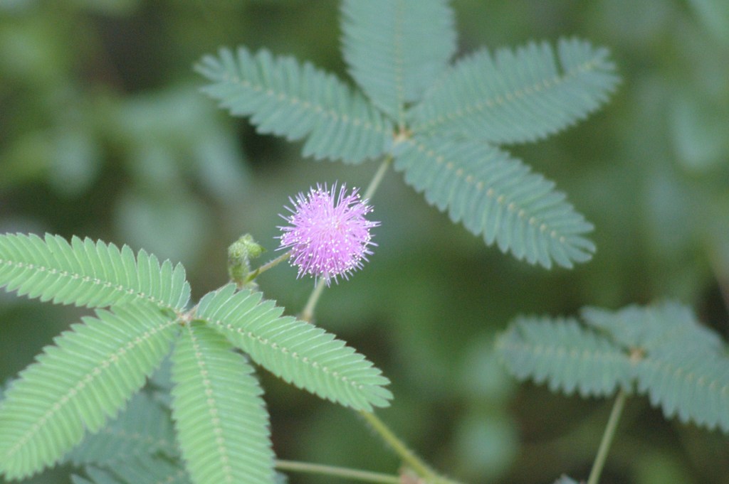 曇りレンズでソフトフォーカスNO2