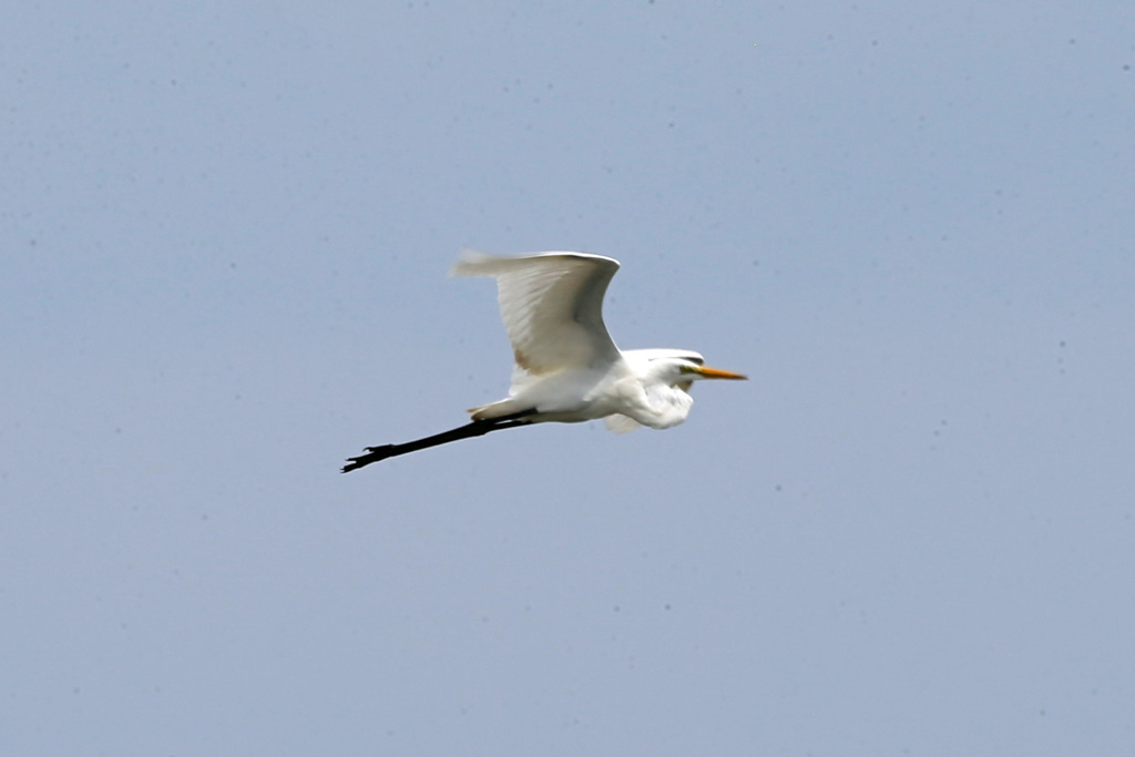 ナガシ撮りに見えるでしょ