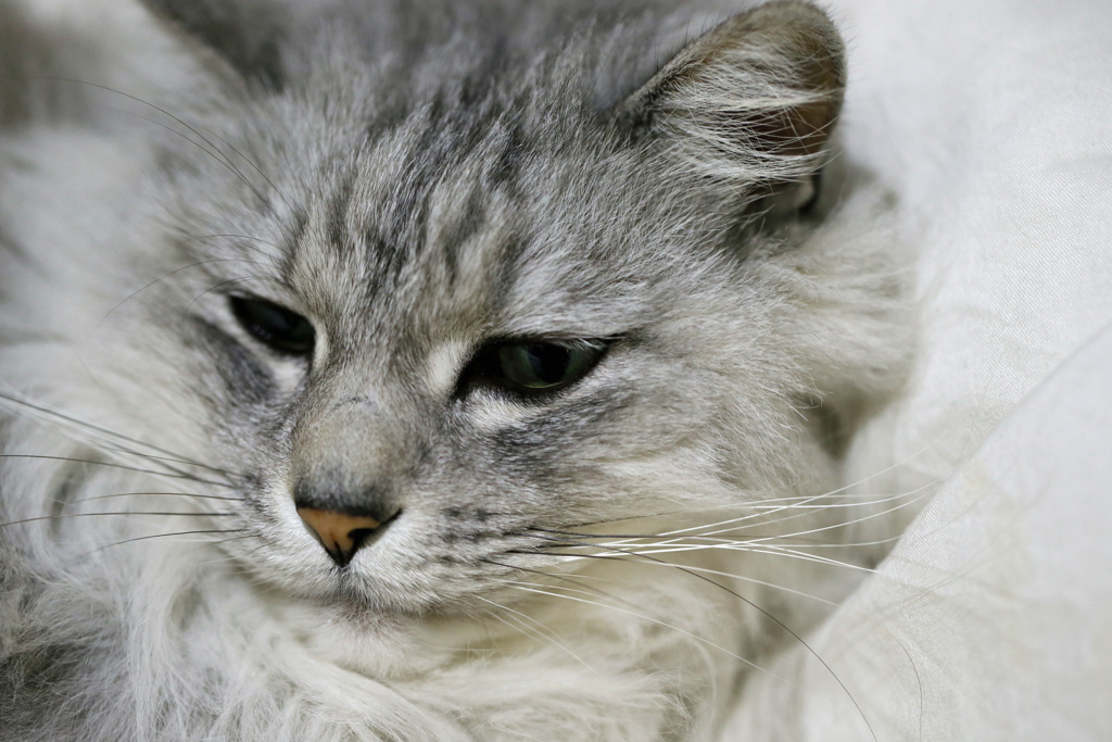 マクロレンズでポートレイトその2