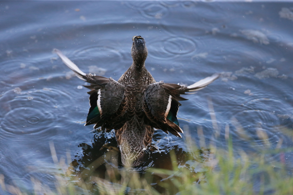 コガモシリーズ-6