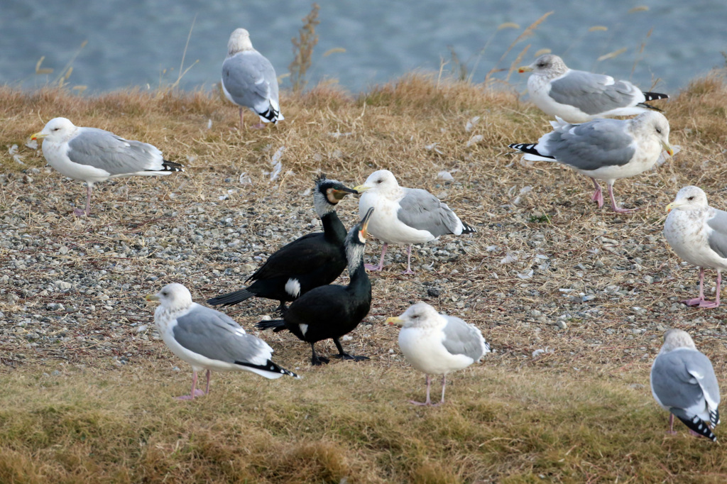 仲良しカワウさん
